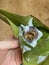 The closed up of sweets stuffed with traditional Thai desserts made from flour and coconut on the banana leaf on hands of women