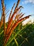 Closed up tassel and corn pollen.