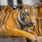 Closed up of tiger sitting on the table.