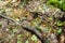 Closed Up to a Beautiful landscape of rainforest ground with brown roots, steams, branches, a green fern and a little transparent