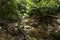 Closed Up to a Beautiful mistery landscape of rainforest ground