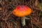 Closed up to a  Orange and red mushroom into forest