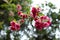 Closed up to a Pink flowers with raindrops at sunny day in rainforest