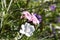 Closed up to Ruellias Tuberosa. Beautiful pink flower in the garden, Britton`s Wild Petunia/Mexican Bluebell/Mexican Petunia