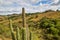 Closed Up to spined Cactus with clouds, blue sky