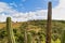 Closed Up to spined Cactus with clouds, blue skyv