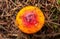 Closed up to a top view of an Orange and red mushroom with little white  spots