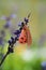 Closed up uncompleted orange wings insect on purple flower in the garden