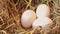 Closed up video shot of hand picking duck eggs from straw nest. real country life