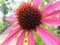 Closed up Vivid Pink with Amazing Pollen of Purple Coneflower