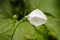 A closed up white bellflower