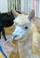 Closed up white Lama`s head with soft fluffy hair and upright ea