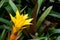 Closed up of yellow Bromeliad flower. Yellow bromelied flower in the garden