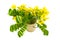 Closed up yellow flower American Cassia or Golden Wonder isolated in wooden csaks on white background.Saved with clipping path