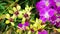 Closed up of yellow and purple Dendrobium orchids on natural green background.