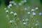 Closed white fleabane daisy flowers early in the morning