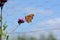 Closed wings of comma butterfly with distinctive c marking