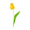 Closed Yellow Tulip Flower Bud on Green Erect Stem with Blade Vector Illustration