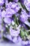 Closedup of purple statice flower background use for decoration