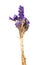 Closedup of purple statice flower background use for decoration on white background