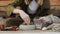 Closedup of woman`s hands gardener pours the soil with a shovel into a new ceramic pot for transplanting houseplant on