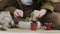 Closedup of woman`s hands gardener pours the soil with a shovel into a new ceramic pot for transplanting houseplant on