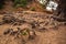 Closeeup of tree roots on the ground in Eaton Canyon hiking trails with sunlight