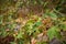 Closeeup of wild green wild plants in Eaton Canyon hiking trails with sunlight