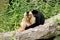 Closely entwined crested gibbon couple, Latin Nomascus Iucogenys