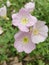 Closely looking at the beautiful Pink flowers