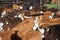 Closely packed herd of white faced cattle