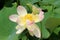 Closep of lotus bud and lotus flower with carpellary receptacle of lotus Nelumbo nucifera