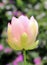 Closep of lotus Nelumbo nucifera bud in advanced stage of bloom
