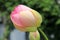 Closep of lotus Nelumbo nucifera bud in advanced stage of bloom