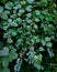 Closep of Lush plants with blue and purple berries