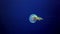 Closep-up of Compass jellyfish swim in the blue water in Red Sea.