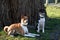 Closer front and side view of a two tone and tri color basenji sitting and lying on a grass area in meppen emsland germany