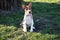 Closer front view of a two tone basenji puppy sitting on a grass area looking in the camera in meppen emsland germany