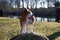 Closer front view of a two tone basenji puppy sitting on a rock looking aside in meppen emsland germany