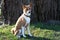 Closer front view of a two tone basenji sitting on a grass area in meppen emsland germany