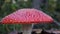 Closer image of the big Amanita Muscaria fly agaric mushroom