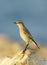 Closer look of Isabelline Wheatear