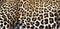 Closer look on the pattern of Leopard,  Masai Mara