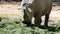 Closer shot of a rhino eating grass