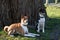 Closer side front view of a two tone and tri color  basenji on a grass area looking around in meppen emsland germany