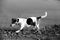 Closer and side view on a tri color jack russel terrier standing on the beach in meppen emsland germany