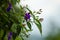 closer up of Ipomoea purpurea (L.) Roth Morning glory blue flower