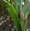 Closer view on a corncob on the right side  in lathen emsland germany