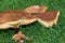 Closer view on a mushroom and some parts of it lying at the lawn in niederlangen emsland germany