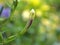 Closeu bud flower of Ruellia toberosa wild petunia flowers in garden with green blurred background ,macro image ,sweet color